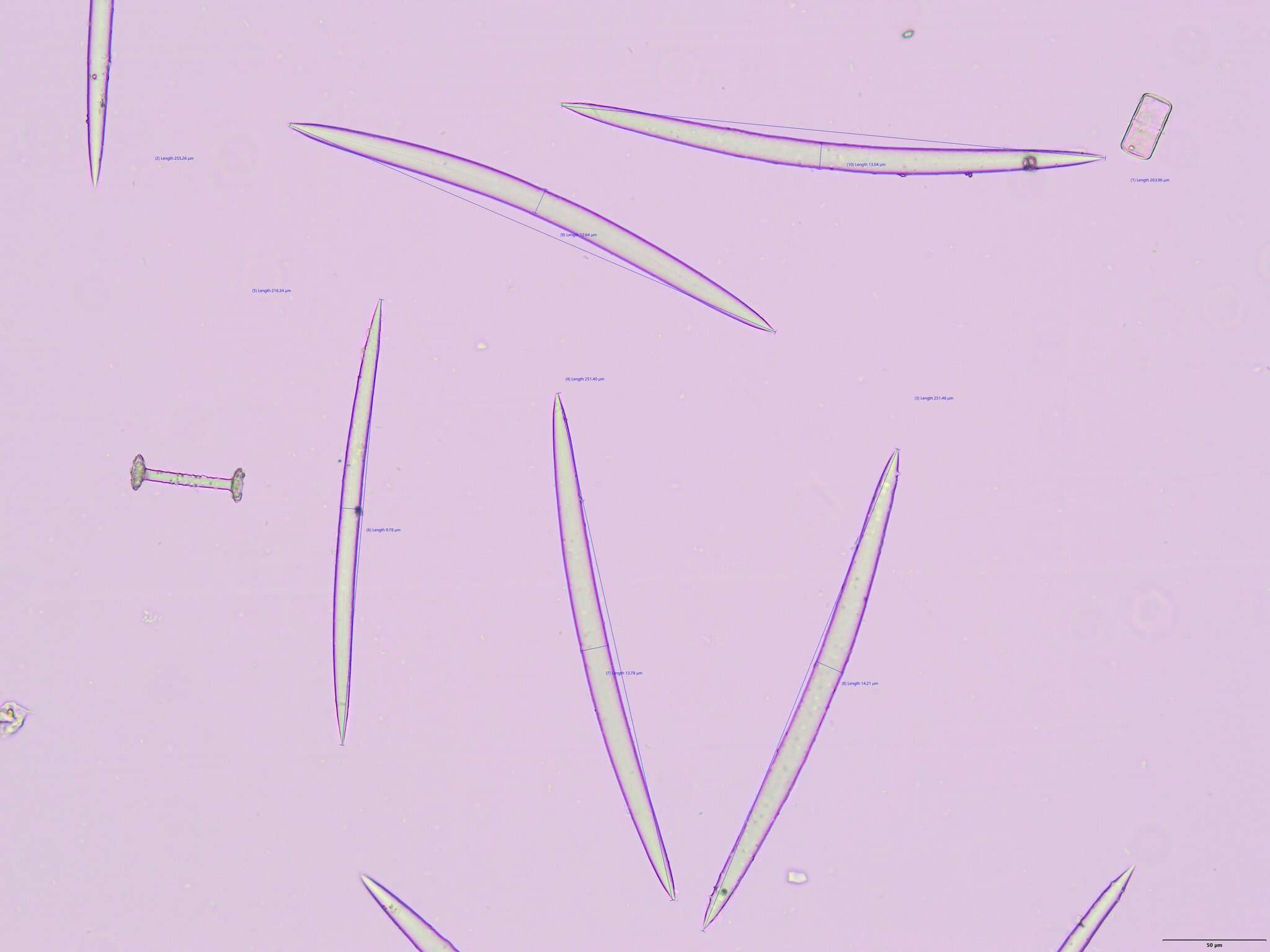 Image of <i>Heterorotula multidentata</i>