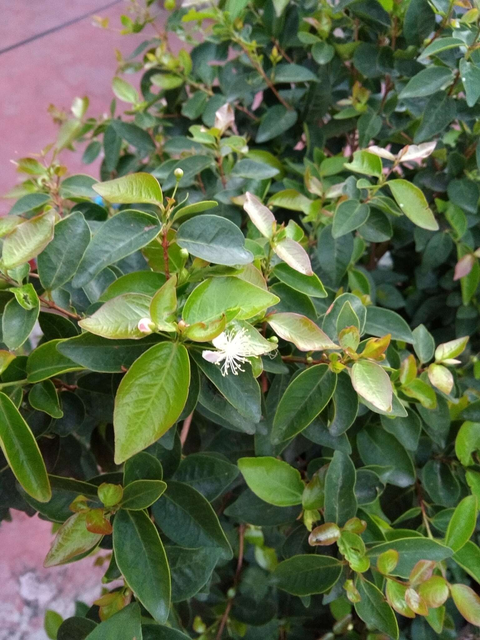 Image of Surinam cherry