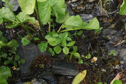 صورة Heracleum apiifolium Boiss.