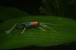 Image of Macroxiphus sumatranus (Haan 1843)