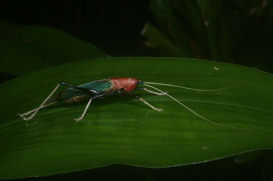 Image of Macroxiphus sumatranus (Haan 1843)