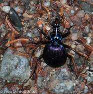 Imagem de Scaphinotus (Scaphinotus) viduus (Dejean 1826)