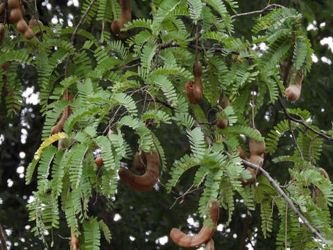 Image of tamarind