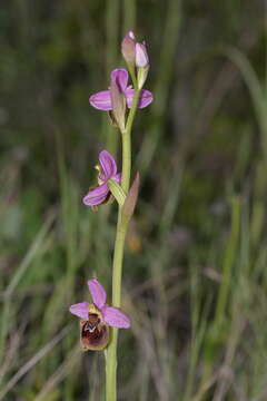 Image of Ophrys turiana J. E. Arnold