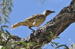 Image of Great Bowerbird