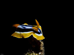 Sivun Chromodoris quadricolor (Rüppell & Leuckart 1830) kuva