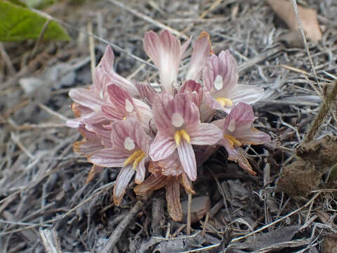 Imagem de Aphyllon californicum subsp. grande (Heckard) A. C. Schneid.