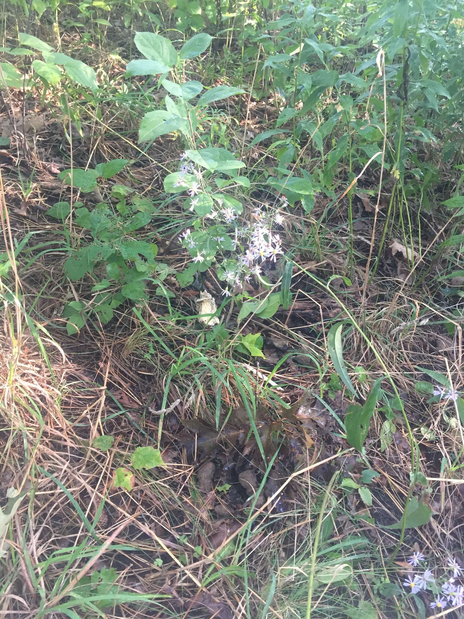 Image of white panicle aster