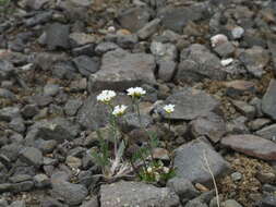 Image of Austrian draba