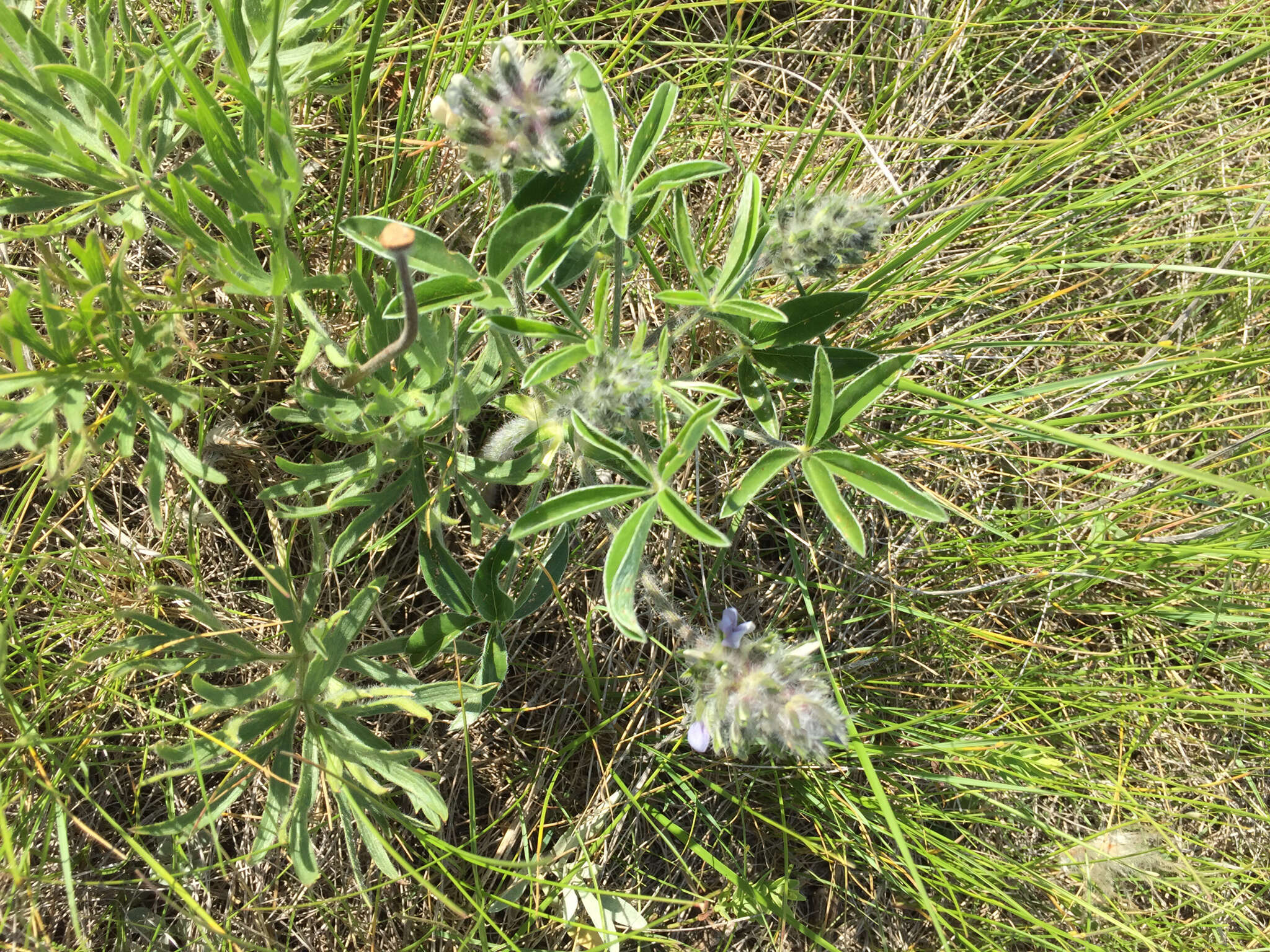 Image of large Indian breadroot