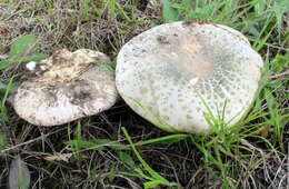 Image of Russula parvovirescens Buyck, D. Mitch. & Parrent 2006