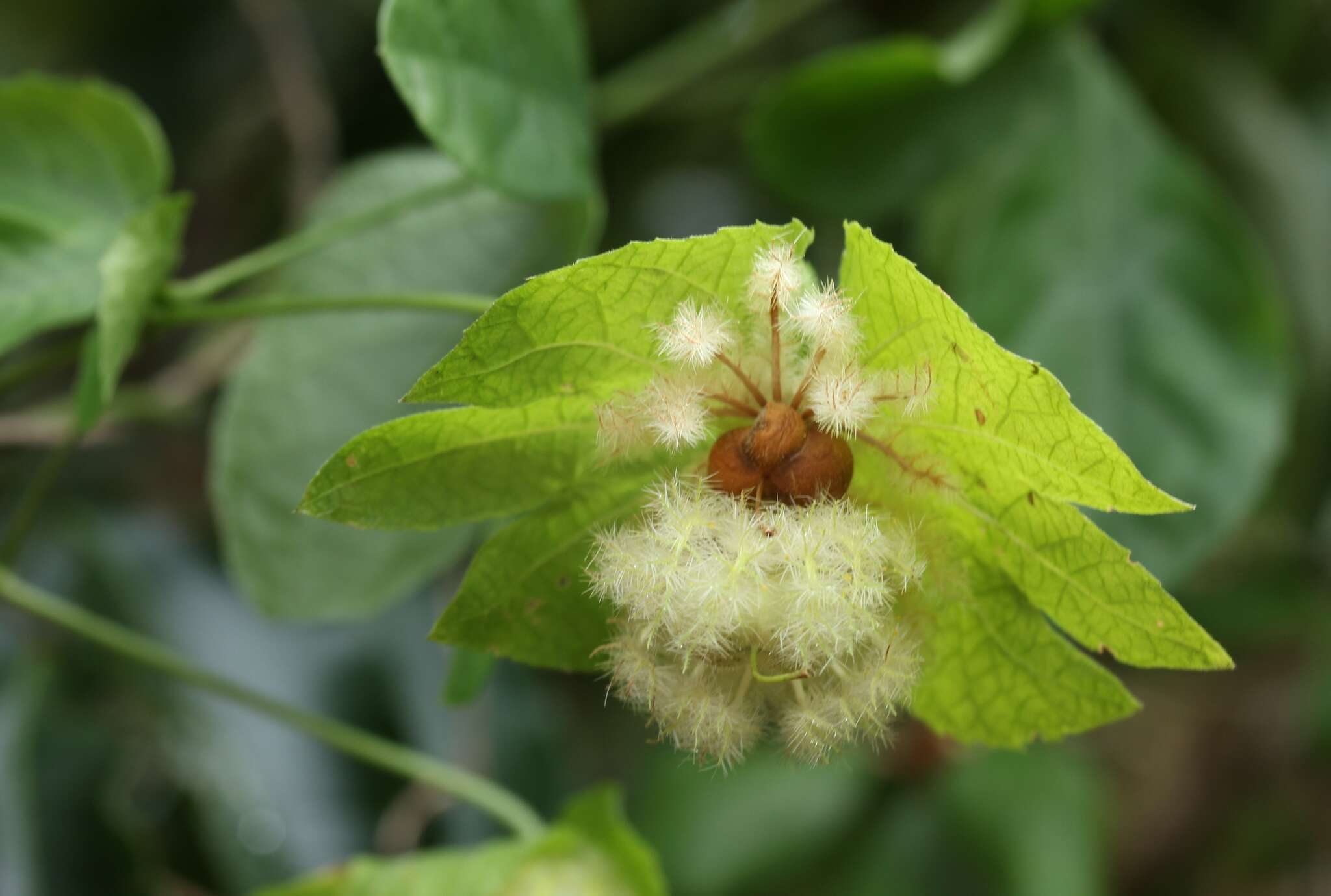 Image of Dalechampia capensis A. Spreng.