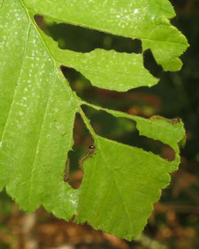 Image of Striped Alder Sawfly