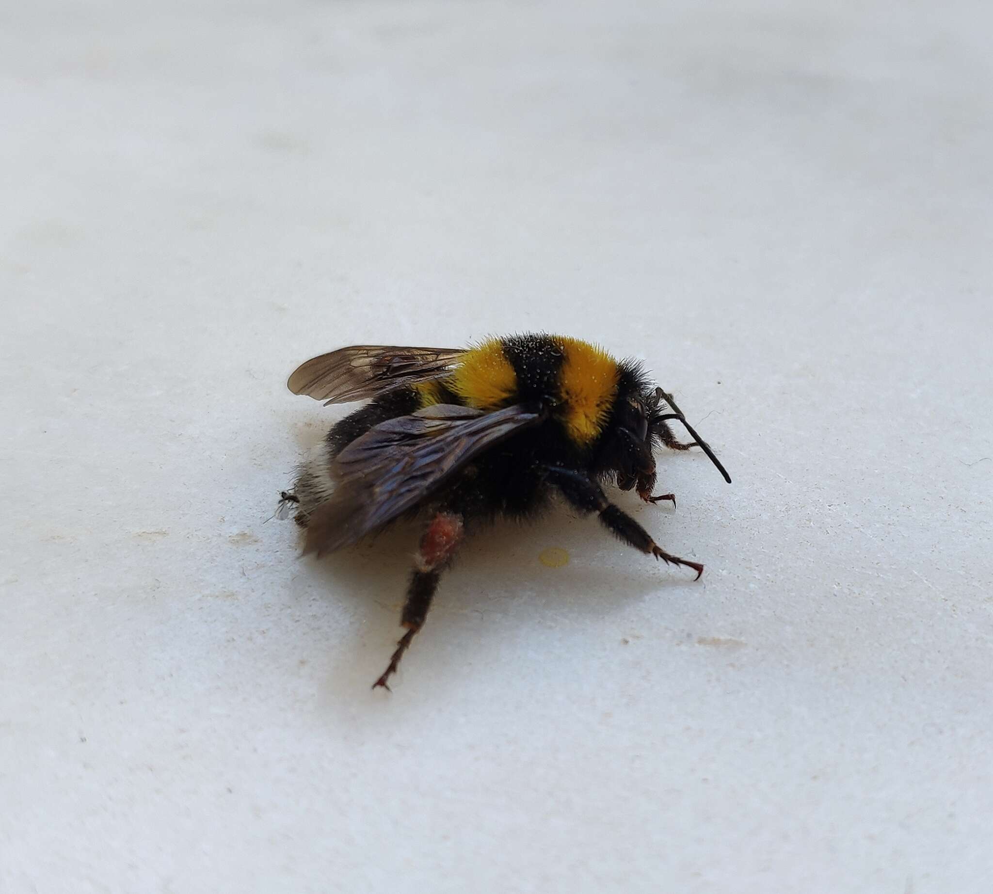 Слика од Bombus argillaceus (Scopoli 1763)