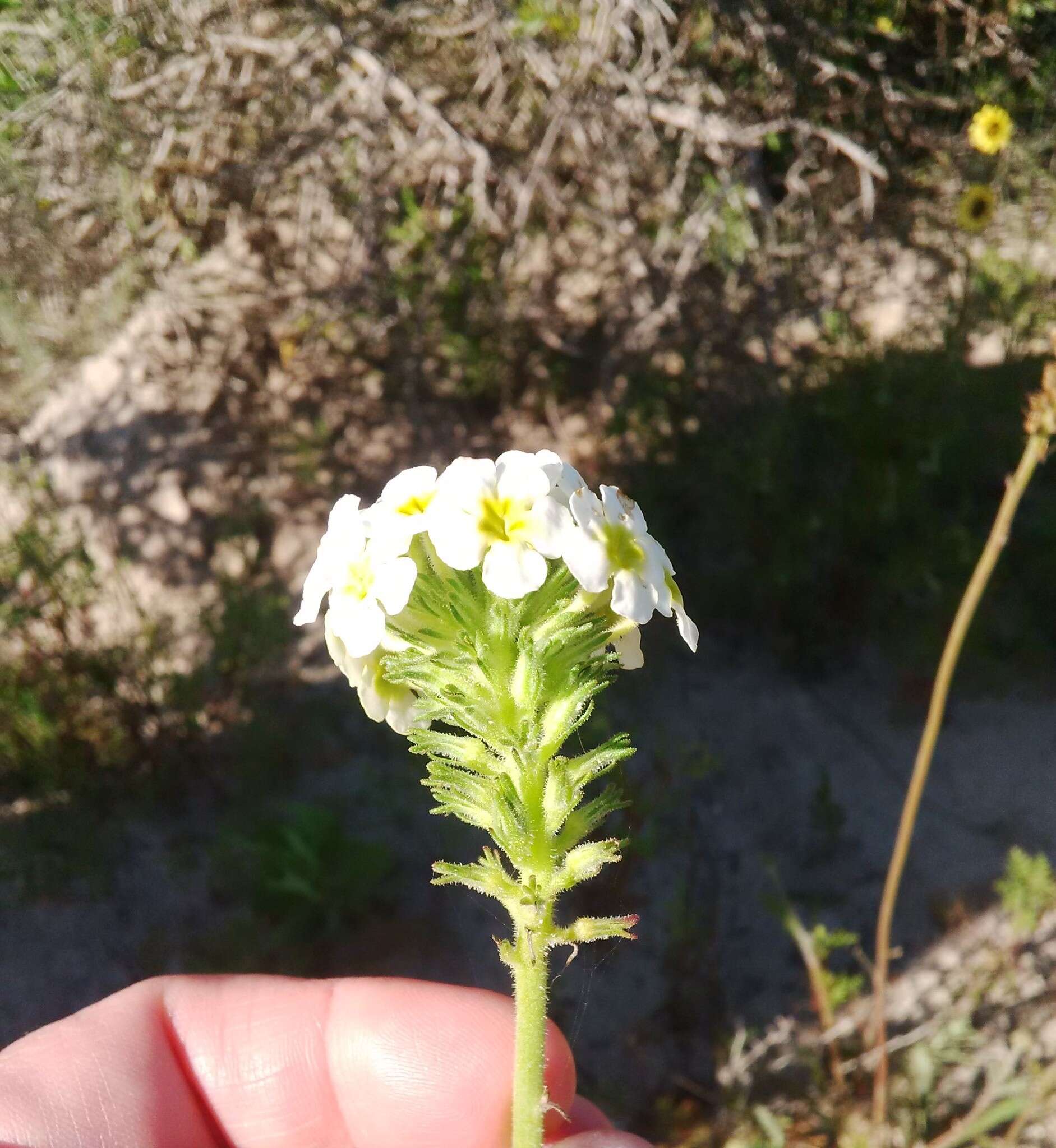 Imagem de Manulea altissima L. fil.