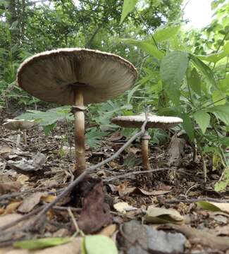 Image of Green-spored parasol