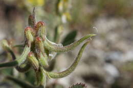 Image of Trigonella spruneriana Boiss.