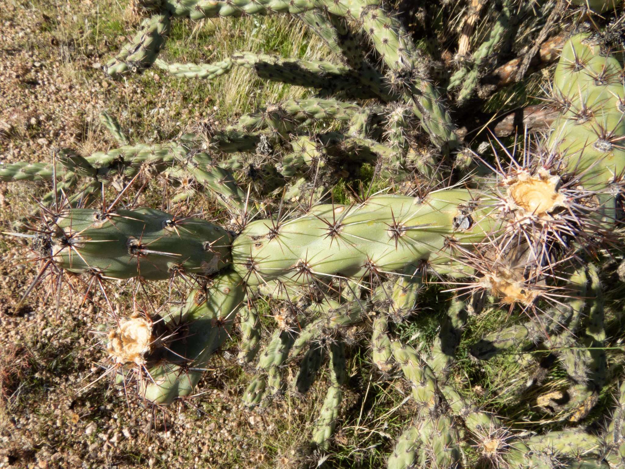 Image of buckhorn cholla