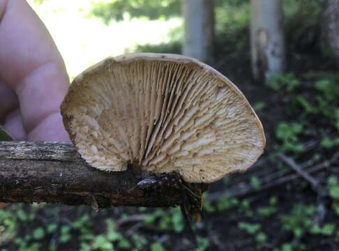 Image of Lentinellus montanus O. K. Mill. 1965