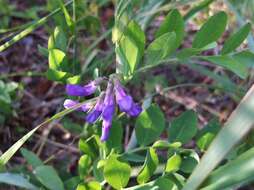 Слика од Lathyrus palustris L.