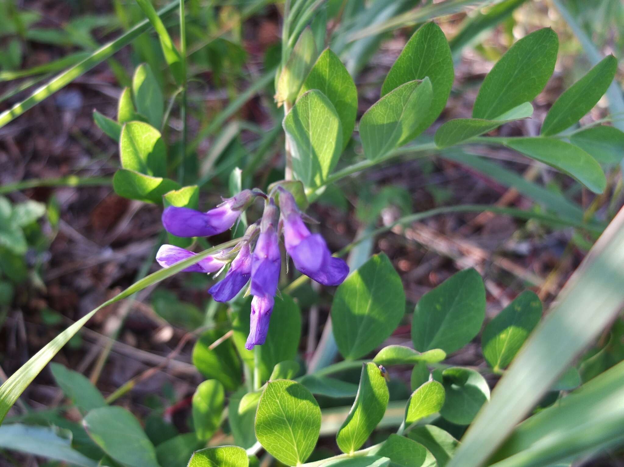 Слика од Lathyrus palustris L.