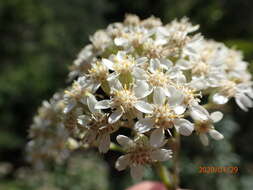 Plancia ëd Zemisia discolor (Sw.) B. Nord.