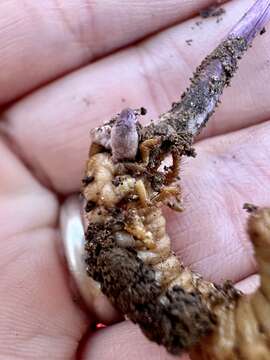 Image of Ophiocordyceps ravenelii (Berk. & M. A. Curtis) G. H. Sung, J. M. Sung, Hywel-Jones & Spatafora 2007