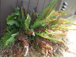 Image of western swordfern