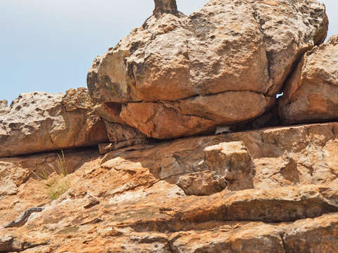 Image of Short-snouted Elephant Shrew