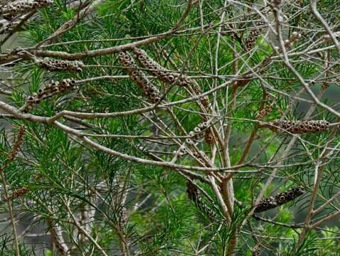 صورة Melaleuca armillaris subsp. armillaris