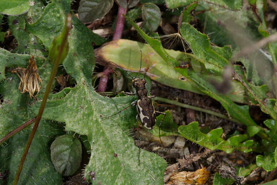 Image of New Zealand common tiger beetle