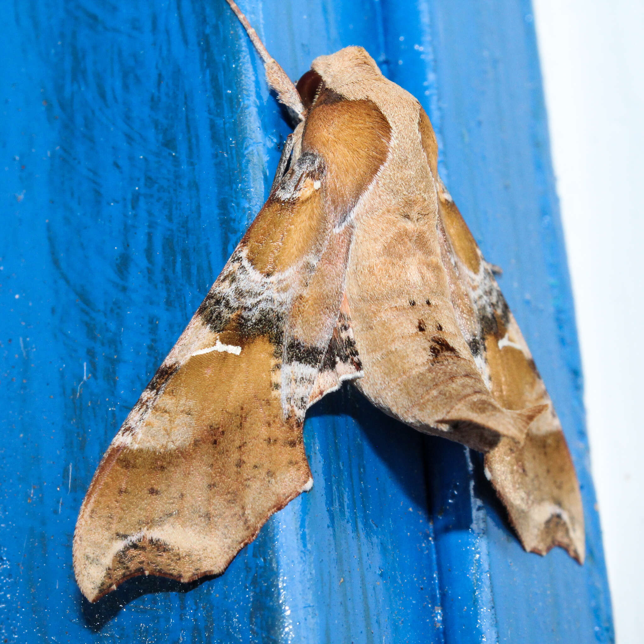 Image of Callionima grisescens (Rothschild 1894)