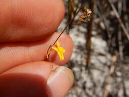 Image of Utricularia chrysantha R. Br.