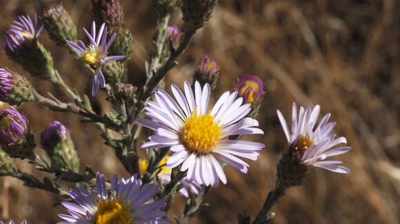 Image of San Bernardino aster