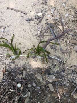 Image of American eelgrass