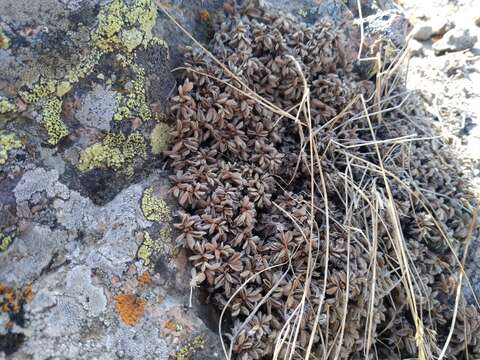 Image of Potentilla tetrandra (Bunge) Bunge ex Hook. fil.