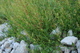 Rumex scutatus L. resmi