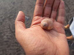 Image of lined moonsnail