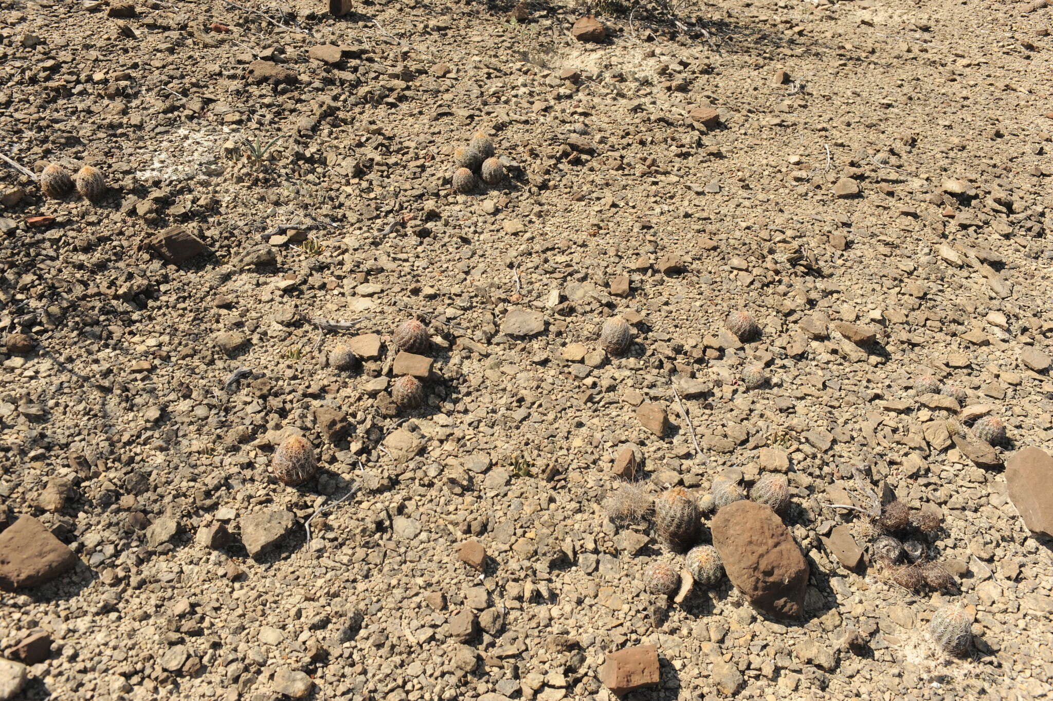 Image of Thelocactus bicolor subsp. schwarzii (Backeb.) N. P. Taylor