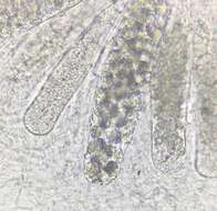 Image of Podospora leporina (Cain) Cain 1962