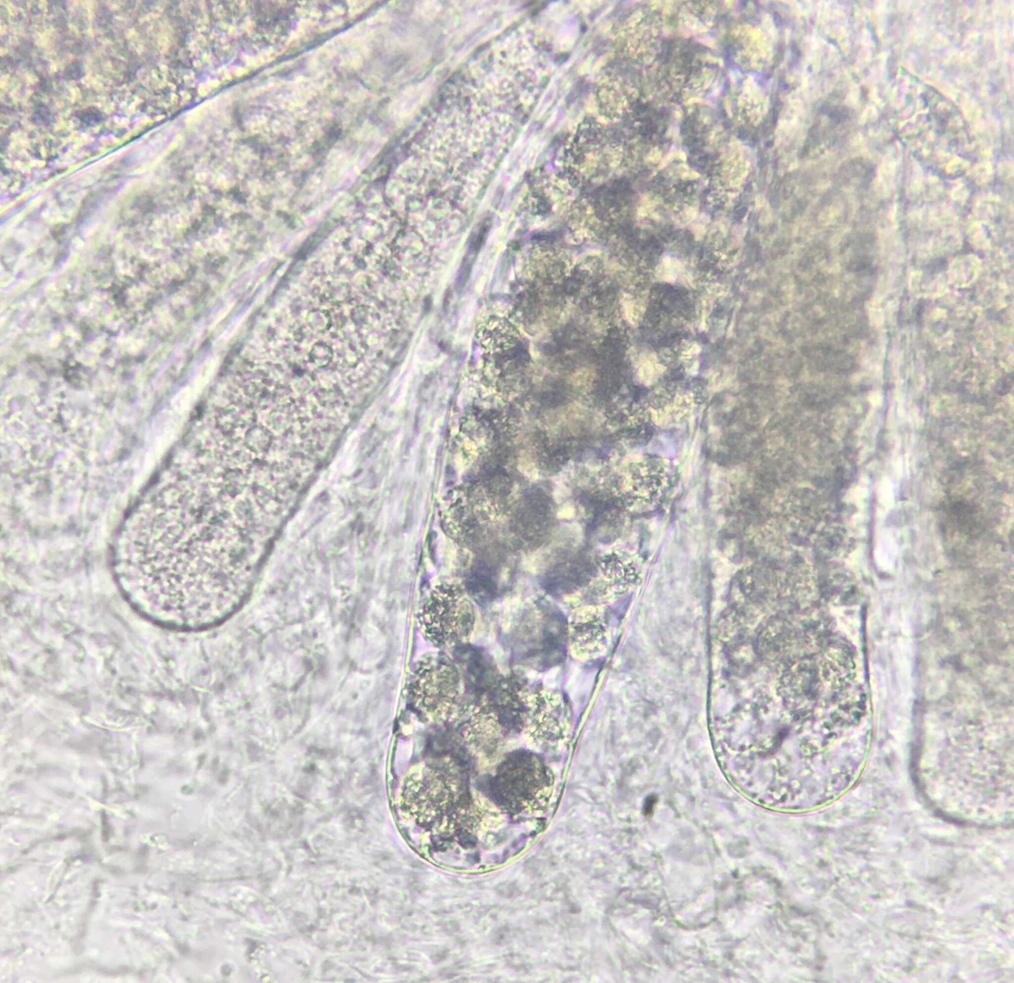 Image of Podospora leporina (Cain) Cain 1962