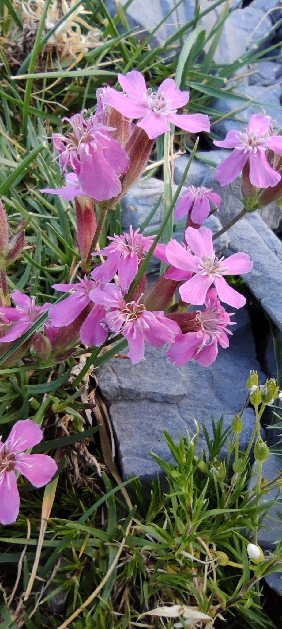 Image of Saponaria caespitosa DC.