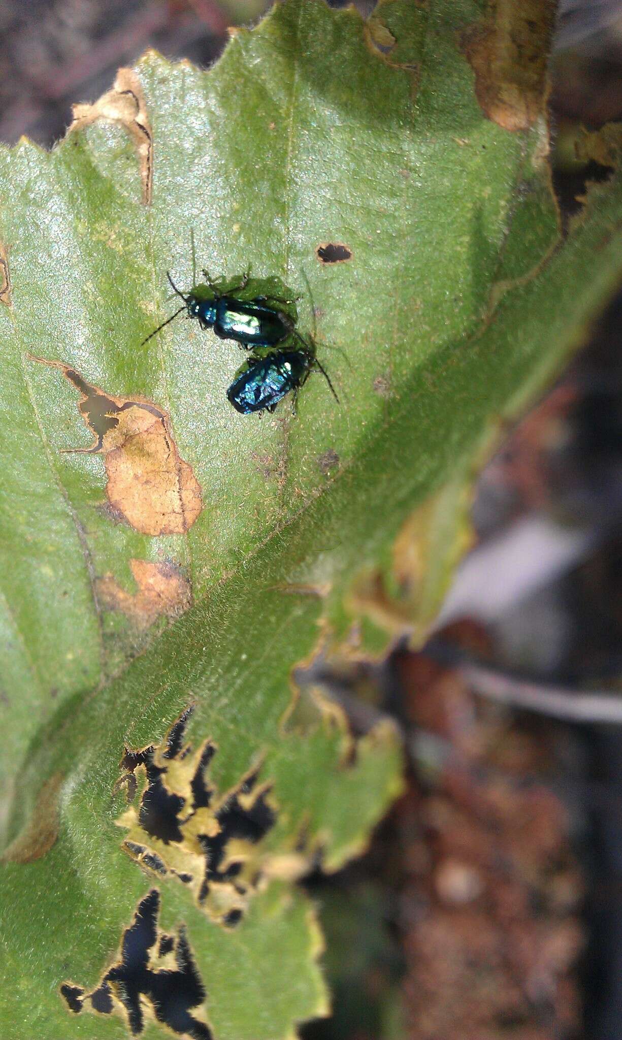 Image of Alder Flea Beetle