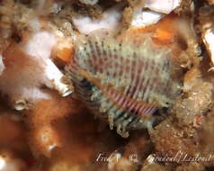 Image of European cowrie