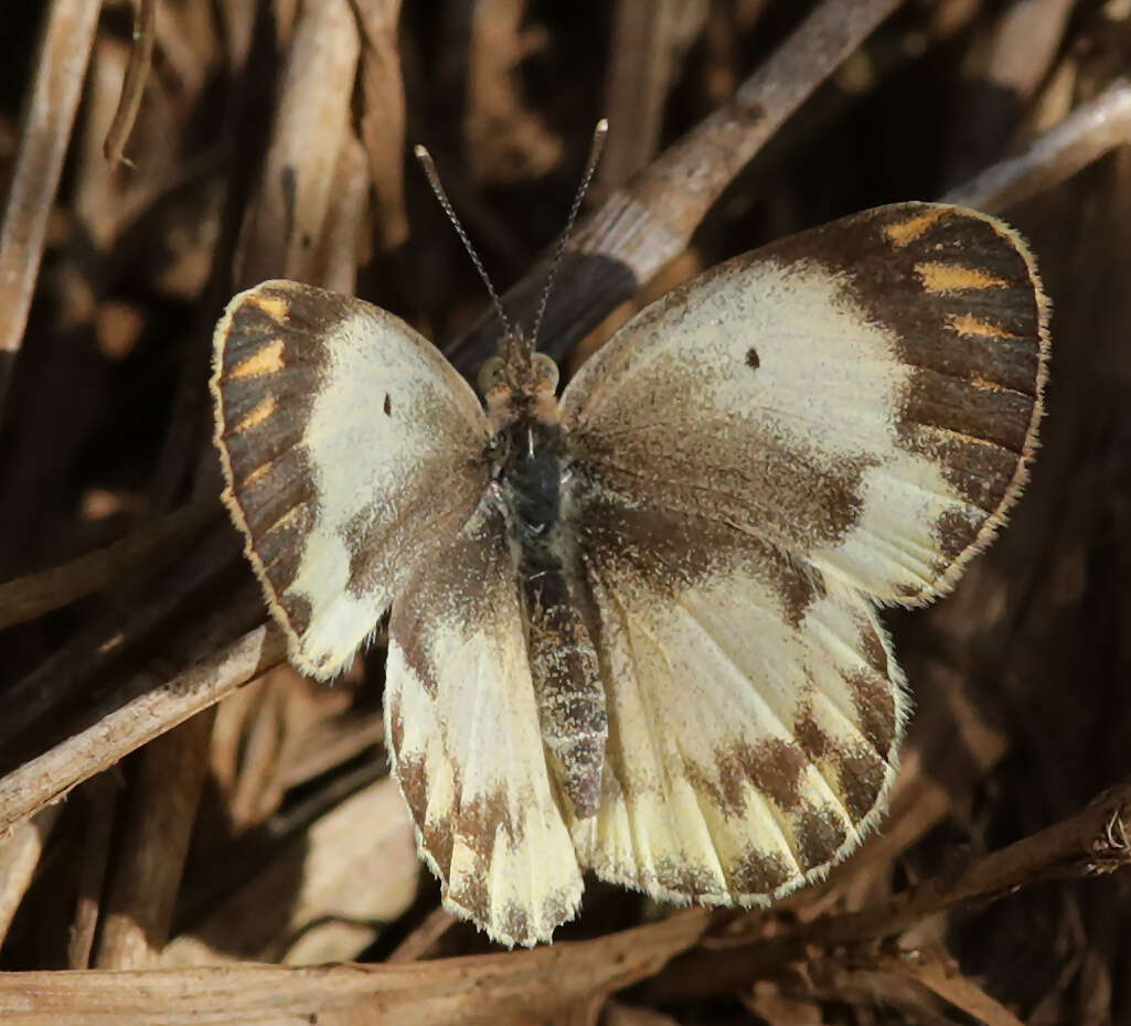 Слика од Colotis pallene (Hopffer 1855)