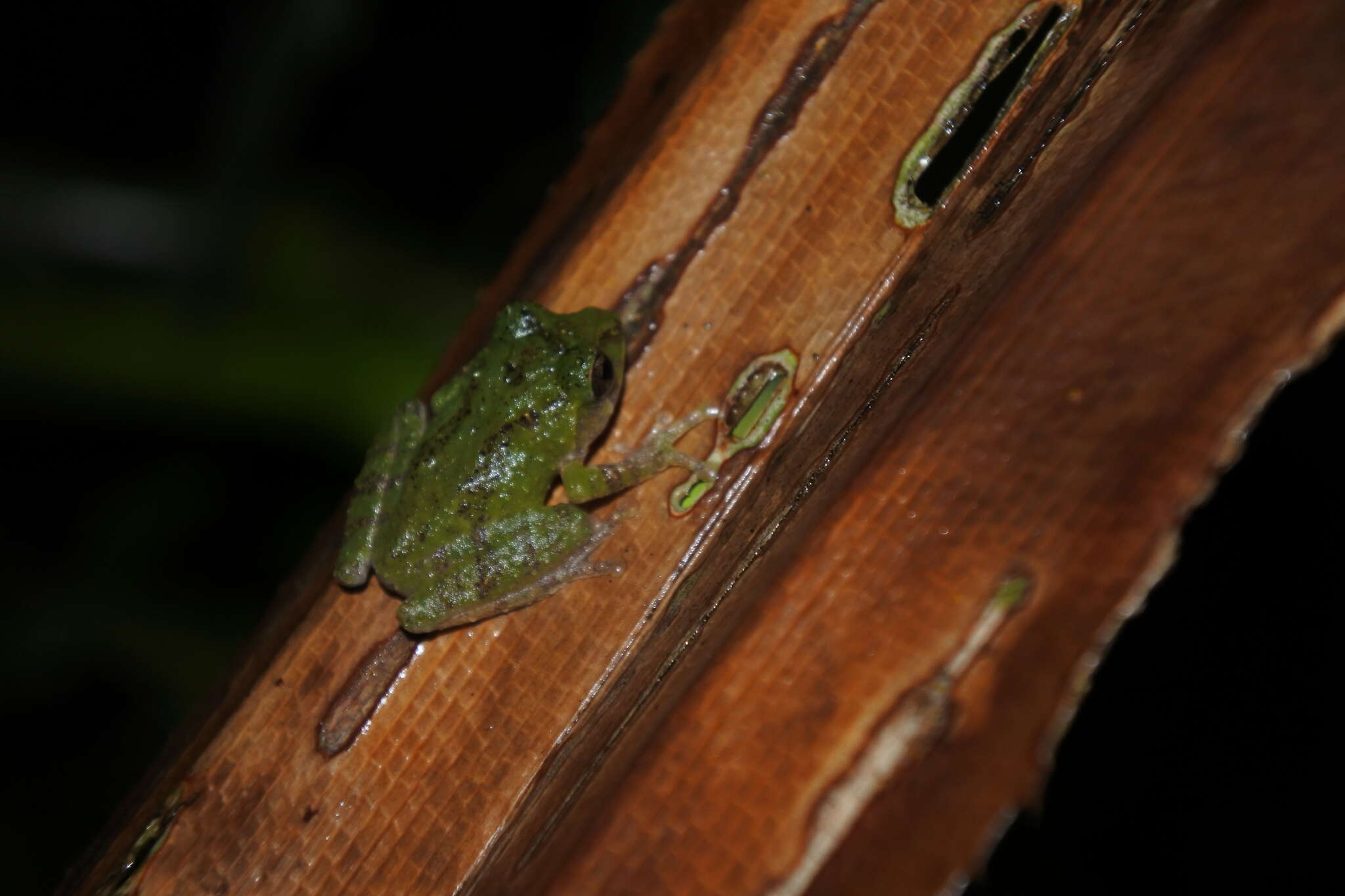 Image of Philautus aurifasciatus (Schlegel 1837)