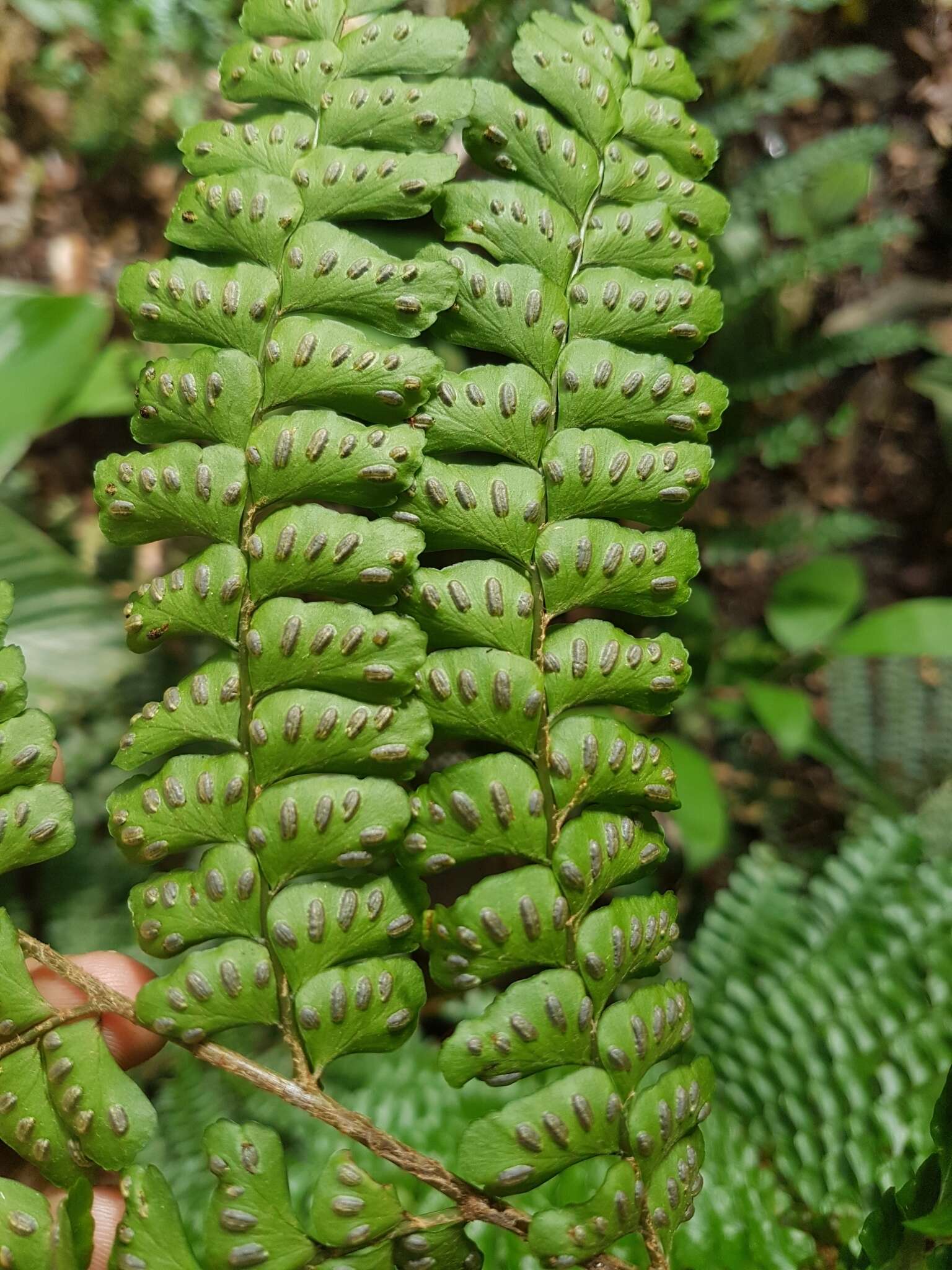 Image of Didymochlaenaceae