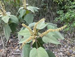 Image of Croton gossypiifolius Vahl