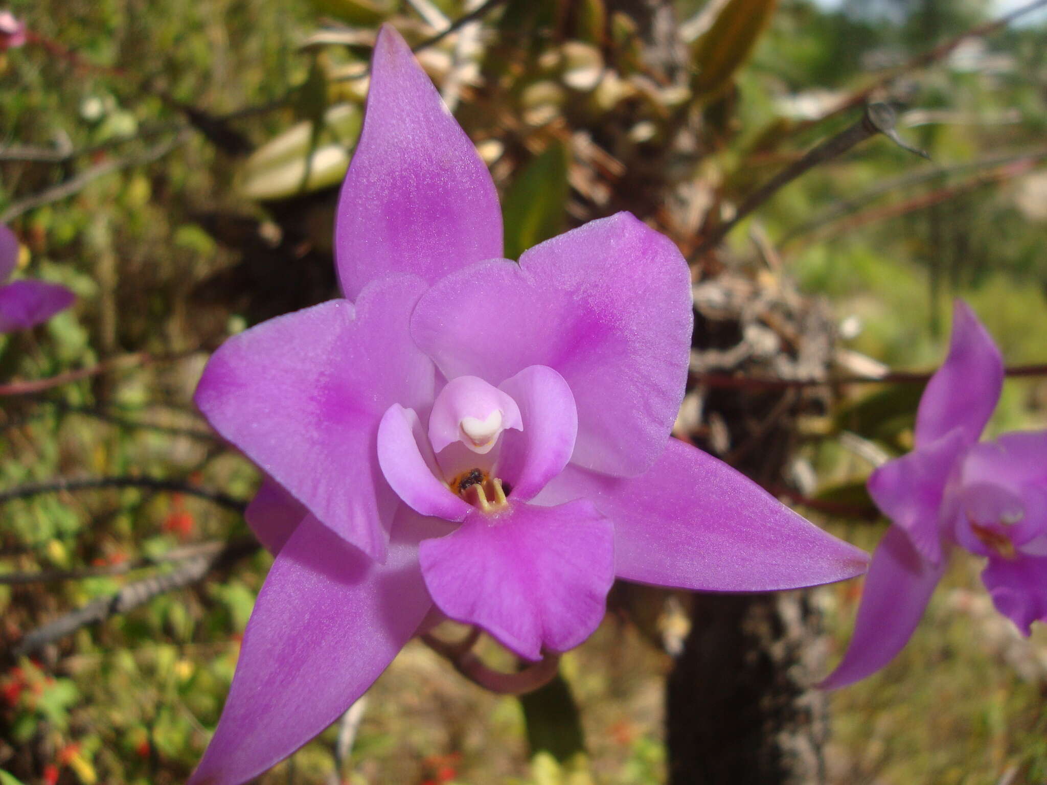 Image of Laelia furfuracea Lindl.