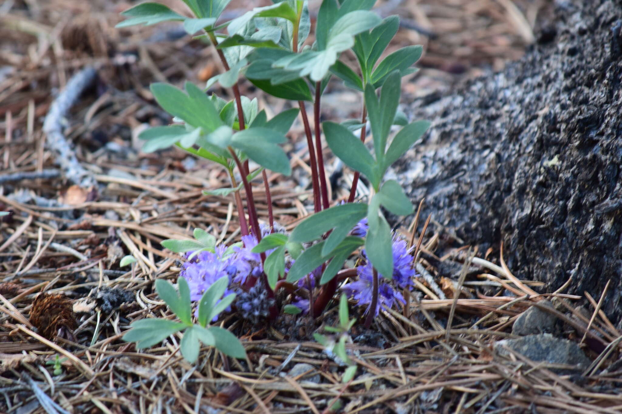 Image of <i>Hydrophyllum alpestre</i>